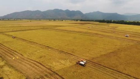 Mekong Delta expands farm land toward large-scale production - ảnh 1